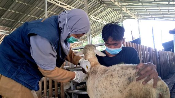 Jelang Idul Adha 1444 H, Dompet Dhuafa Lampung Lakukan Vaksinasi Pastikan Kesehatan Hewan Kurban